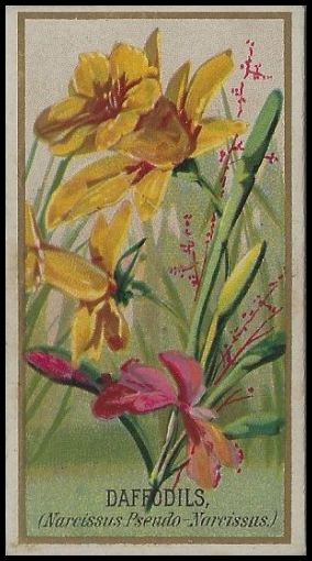 N164 Daffodils.jpg